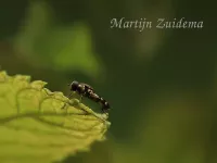 Menuetzweefvlieg [Syritta pipiens]